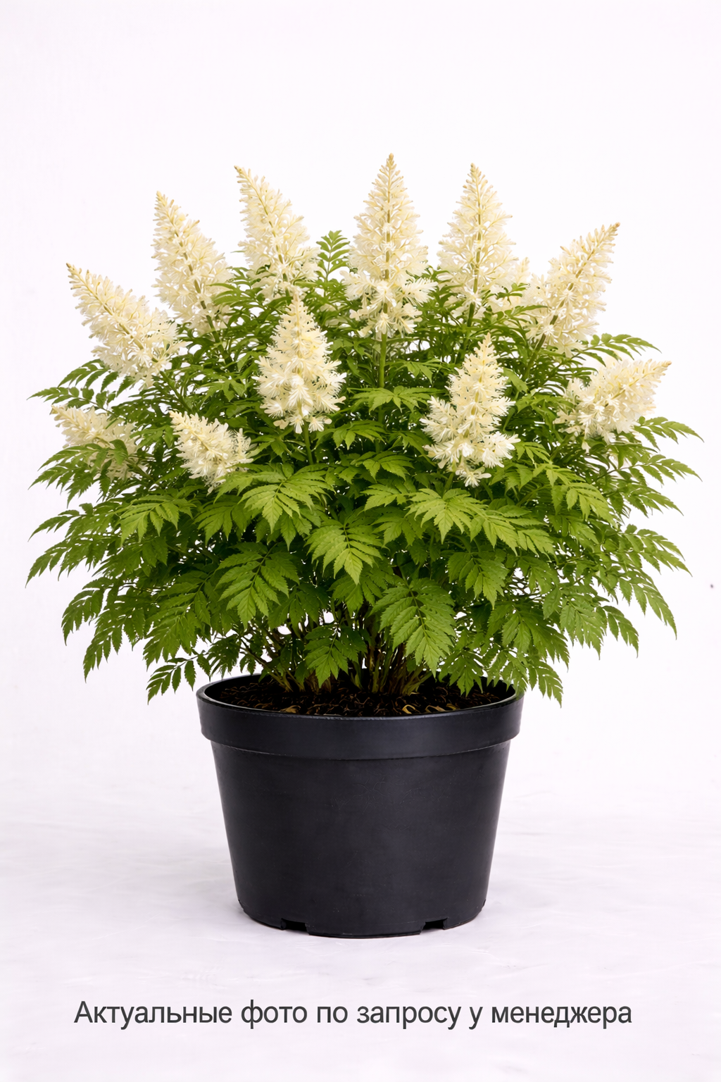 Рябинник рябинолистный Sorbaria sorbifolia