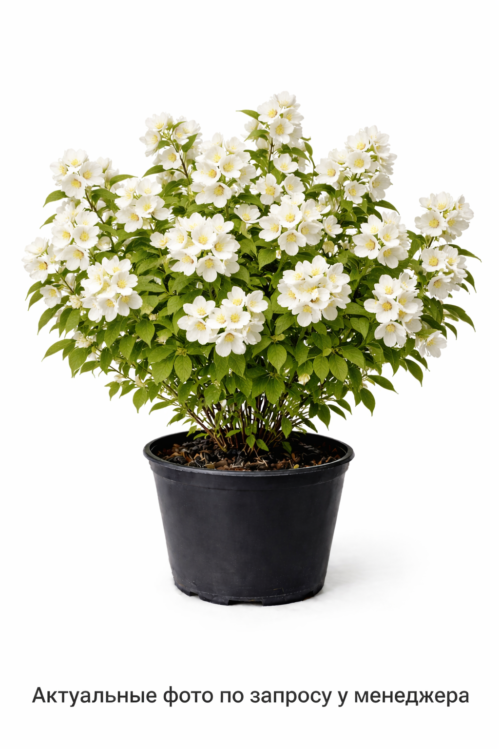 Чубушник венечный Philadelphus coronaries