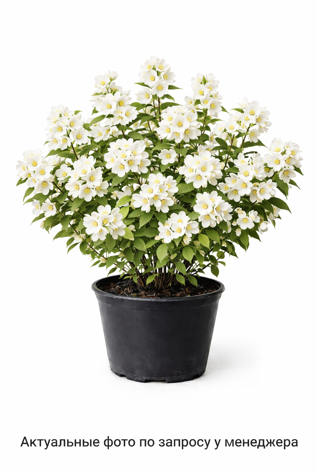 Чубушник Лемуана Philadelphus Lemoinei