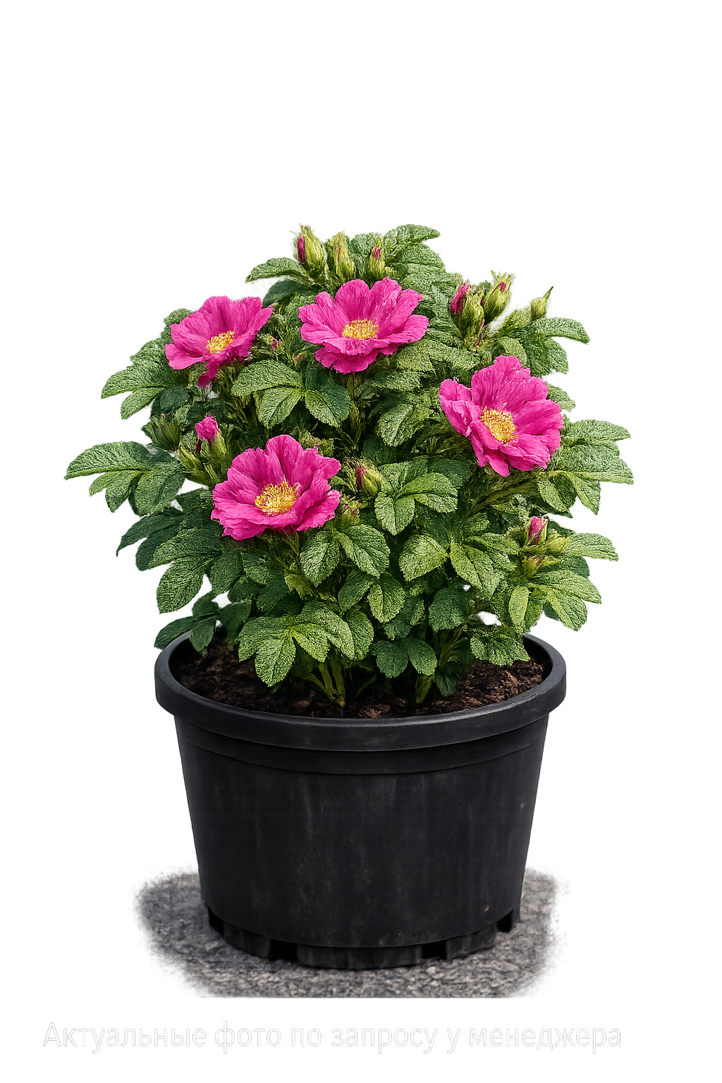 Роза морщинистая Rosa rugosa