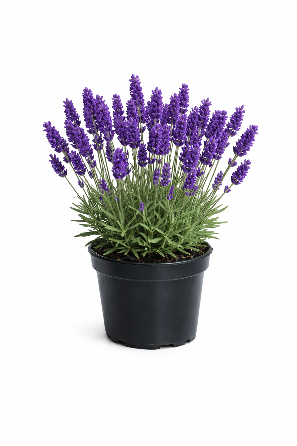 Лаванда узколистная Lavandula angustifolia Hidcote Blue фиолетовый