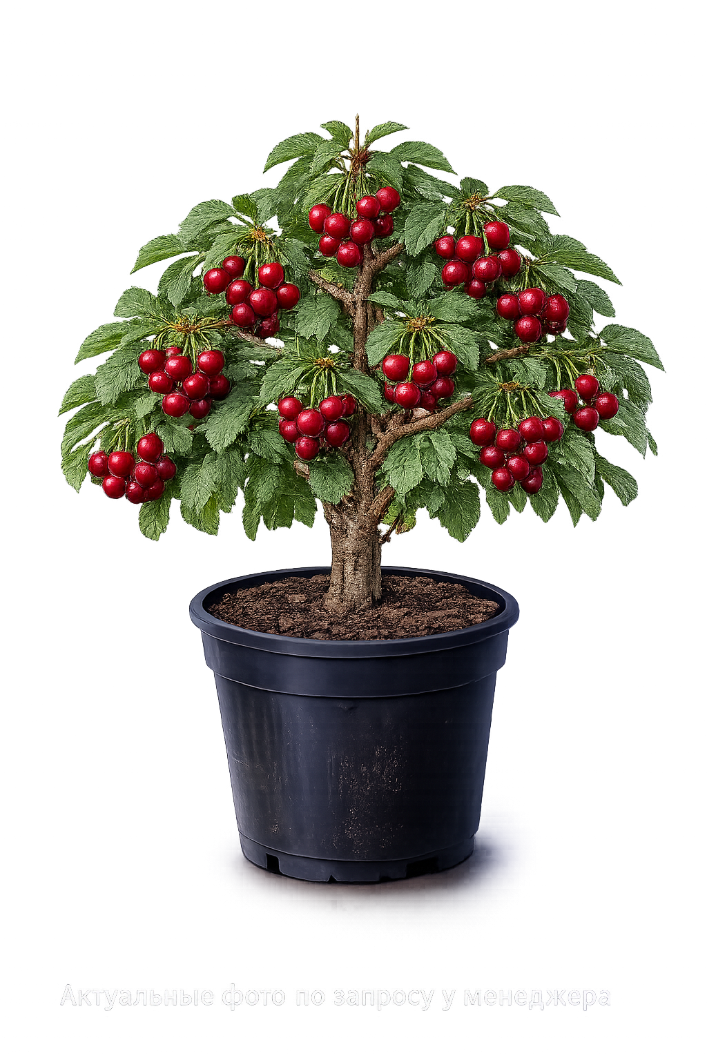 Вишня Харитоновская