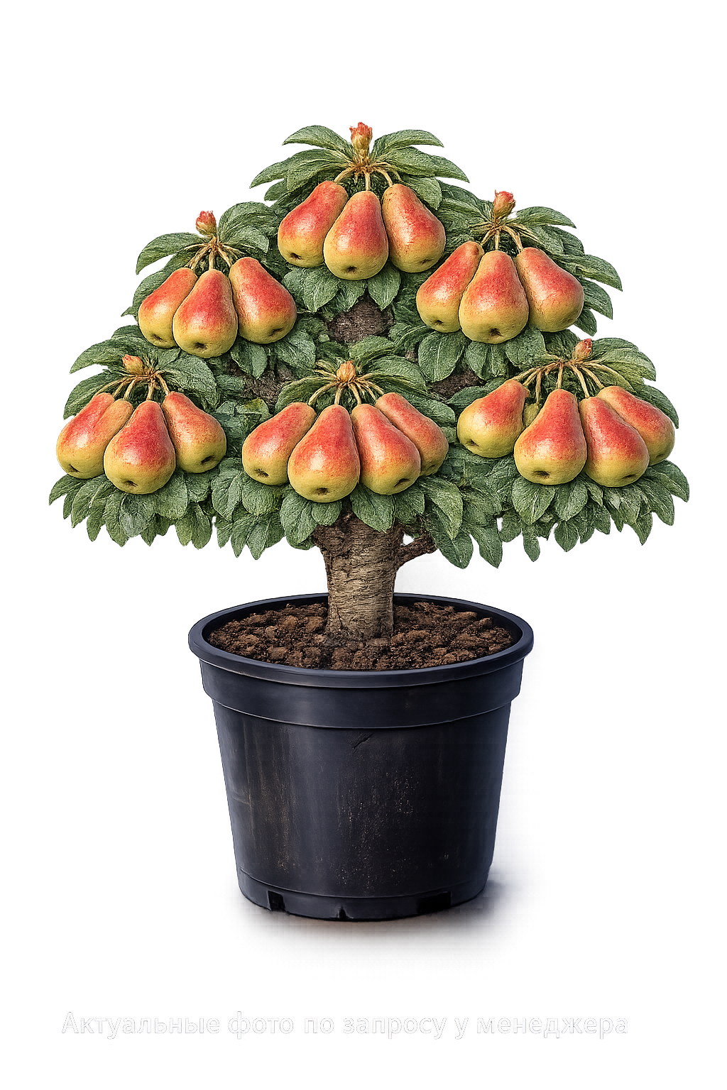 Груша Мраморная Мраморная