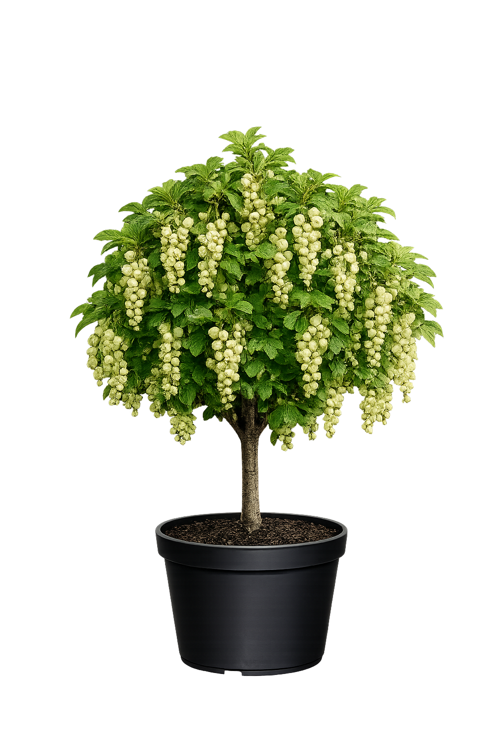 Cмородина зеленая Cнежная Королева