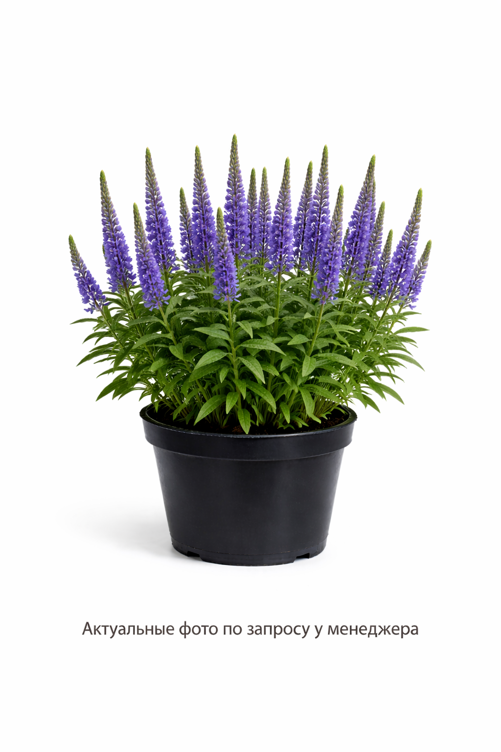 Вероника колосистая Veronica spicata Blue Bouguet синий Р9