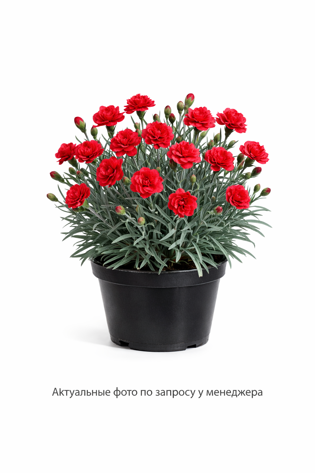 Гвоздика серовато-голубая Dianthus gratianopolitanus розовый Grandiflorus