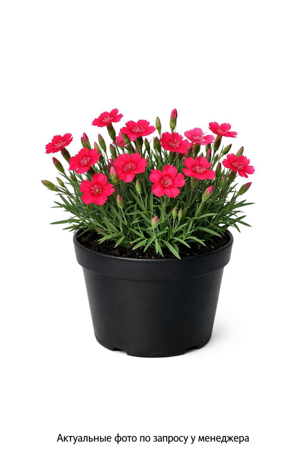 Гвоздика травянка Dianthus deltoides Brilliant Red Красный
