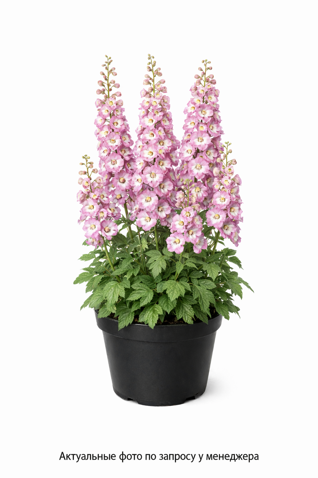 Дельфиниум высокий Delphinium elatum MagicFountains голуб бел сер Sky Blue White Bee