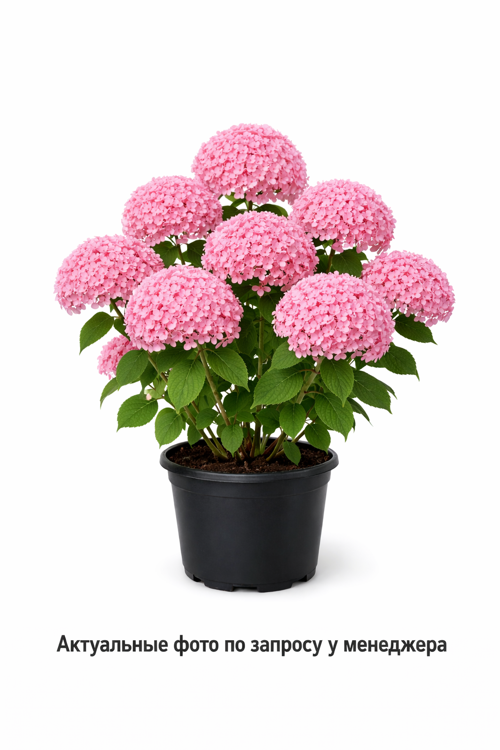 Гортензия древовидная Pink Annabelle