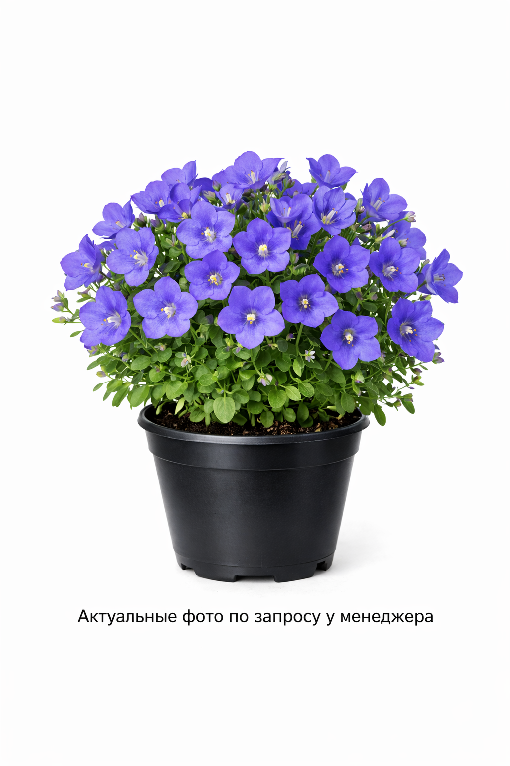 Колокольчик карпатский Campanula carpatica Clips голубой Blue