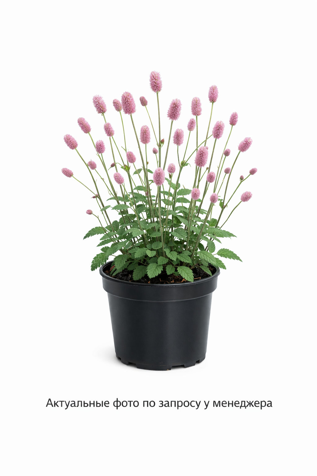 Кровохлебка лекарственная Sanguisorba officinalis Pink Tanna розовый