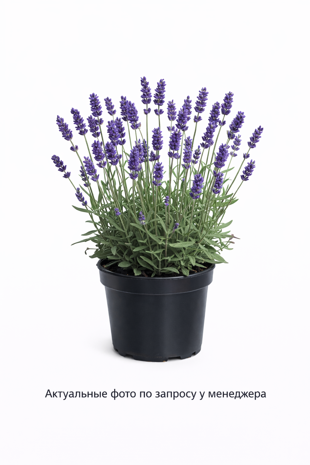 Лаванда узколистная -