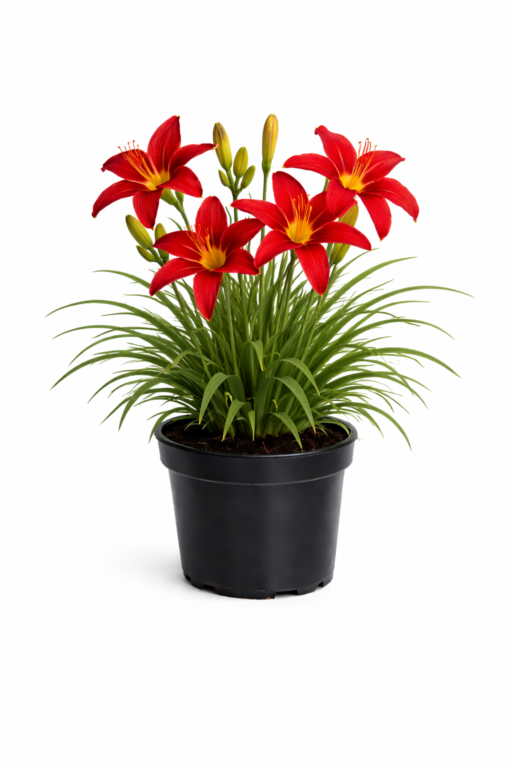 Лилейник гибридный Hemerocallis hybrida Crimson pirate красно-вишневый