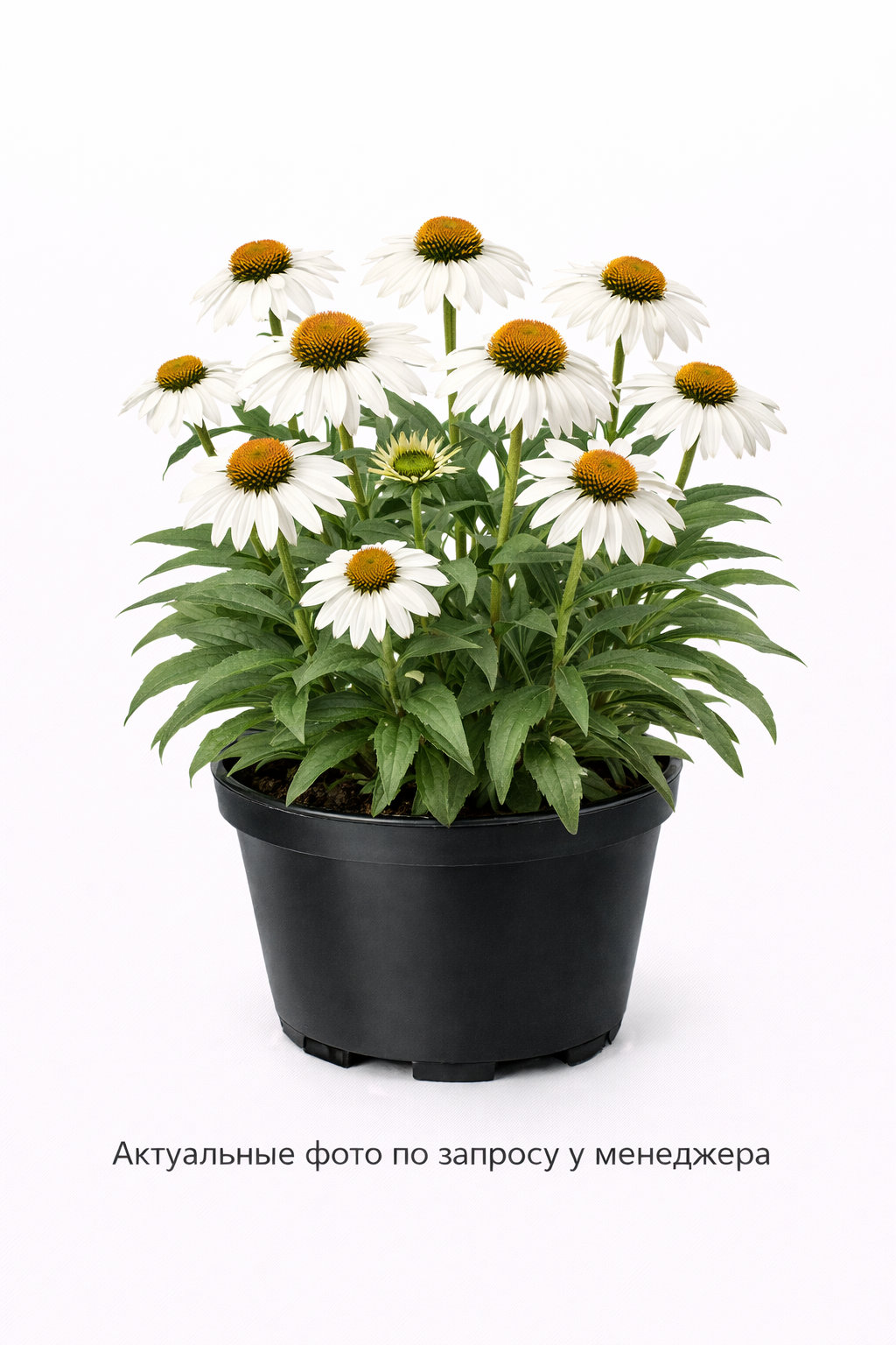 Эхинацея пурпурная Echinacea purpurea Primadonna белый White