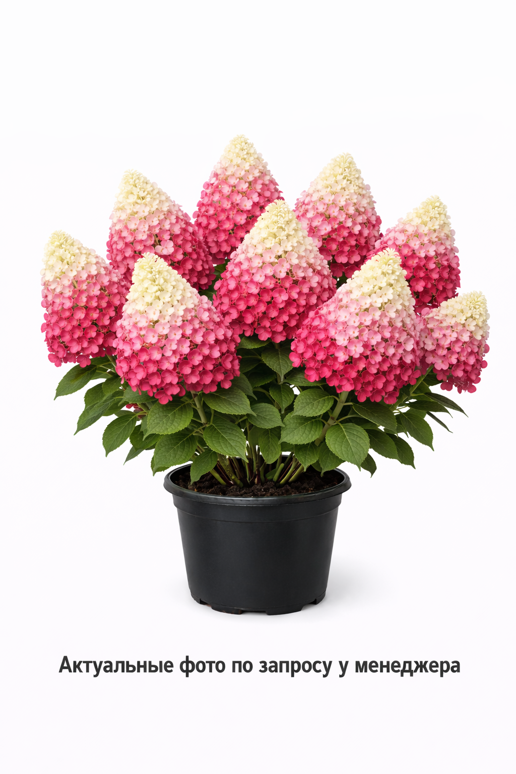 Гортензия метельчатая Framboisine