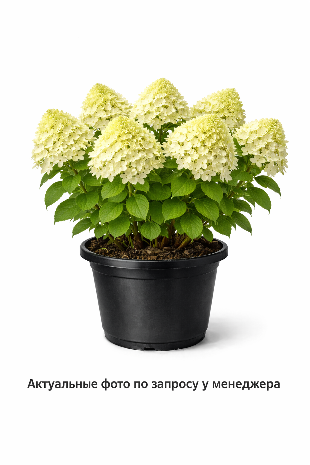 Гортензия метельчатая Little Lime