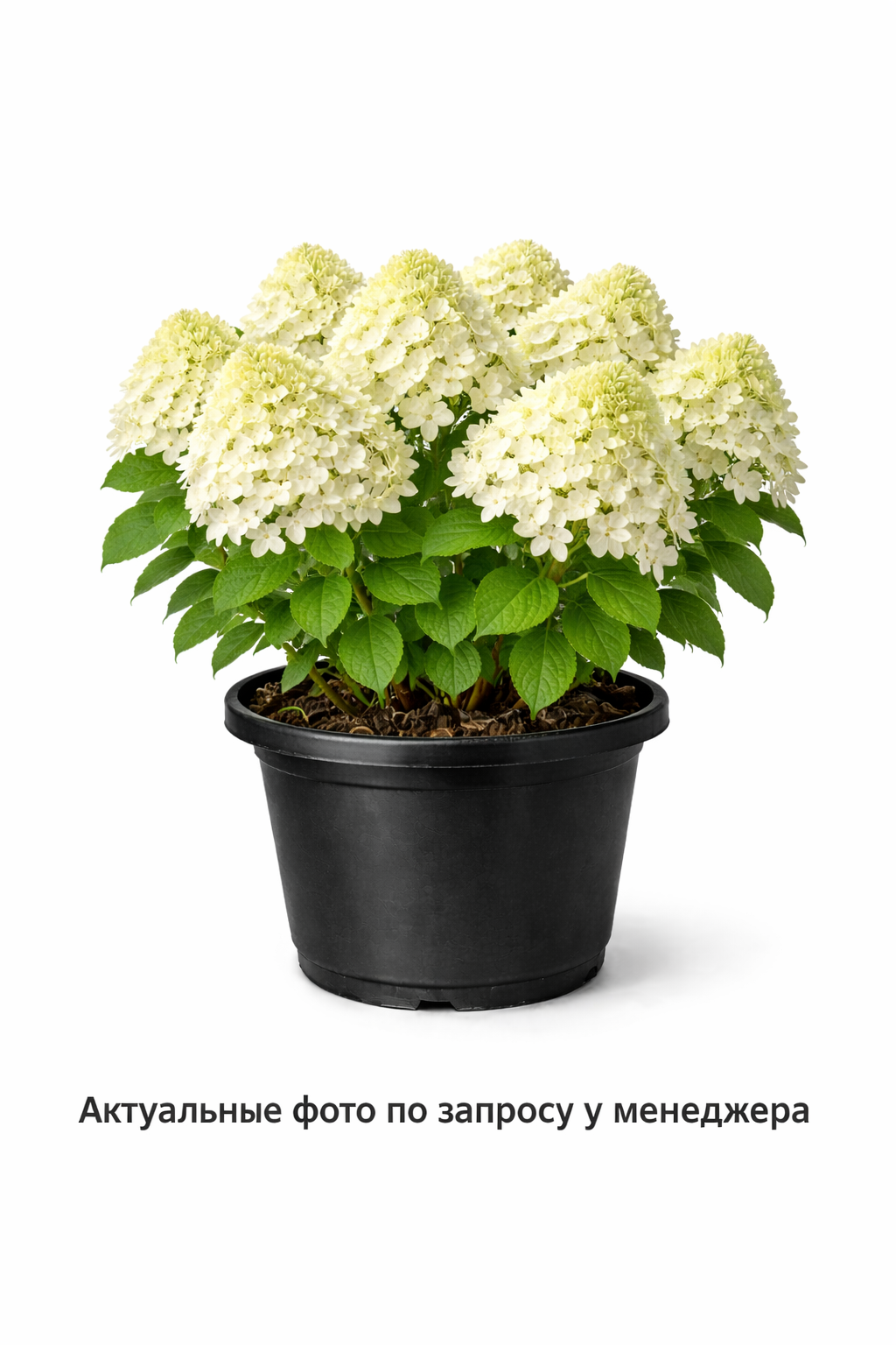 Гортензия метельчатая Little Spooky