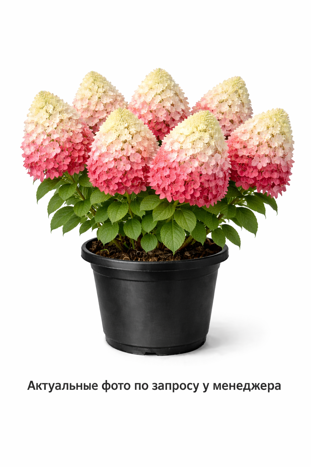 Гортензия метельчатая Magical Andes