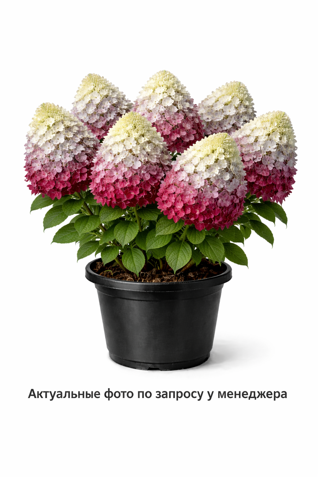 Гортензия метельчатая Milk and Honey