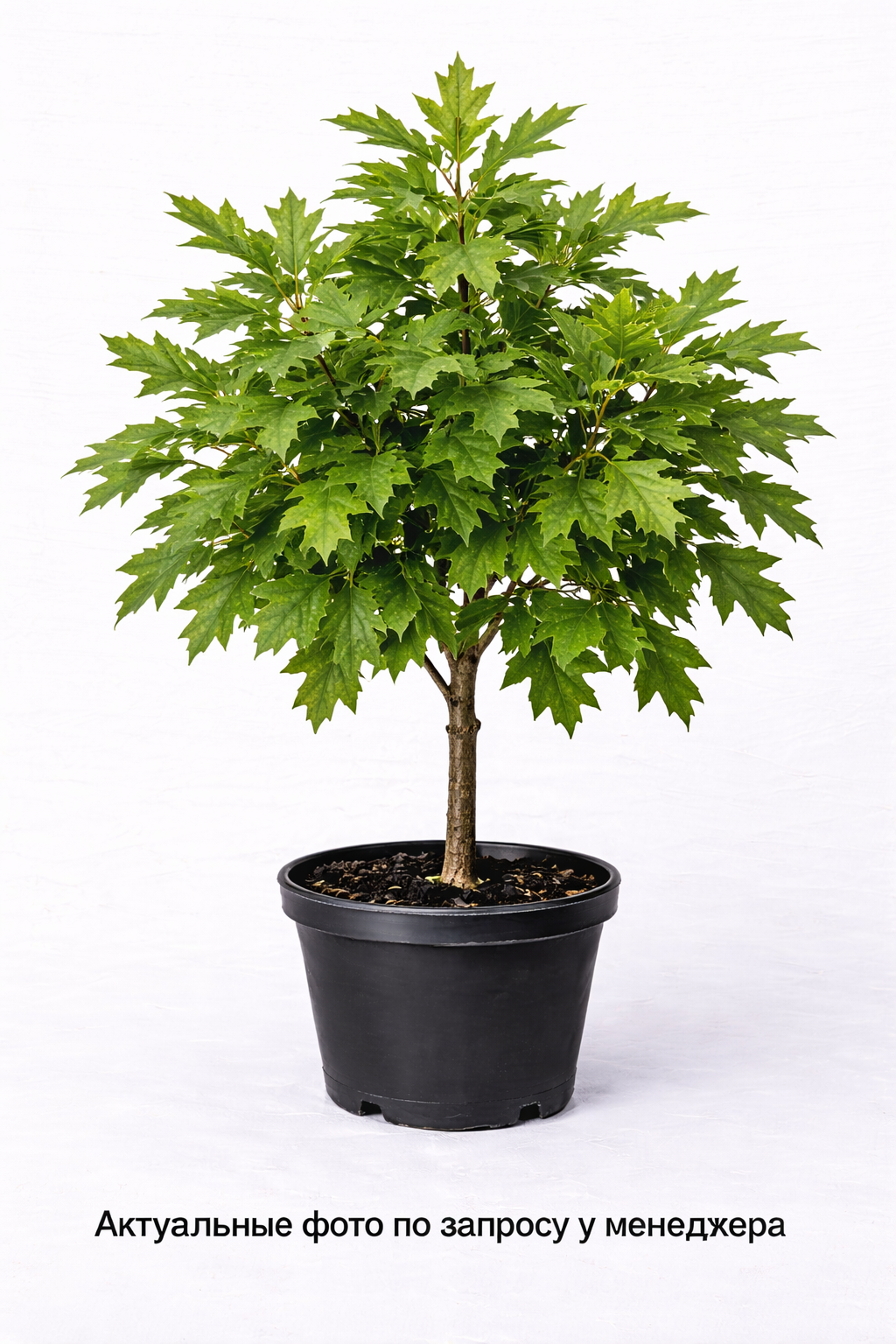 Дуб красный