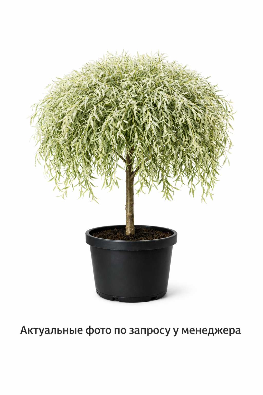 Ива Памяти Бажова