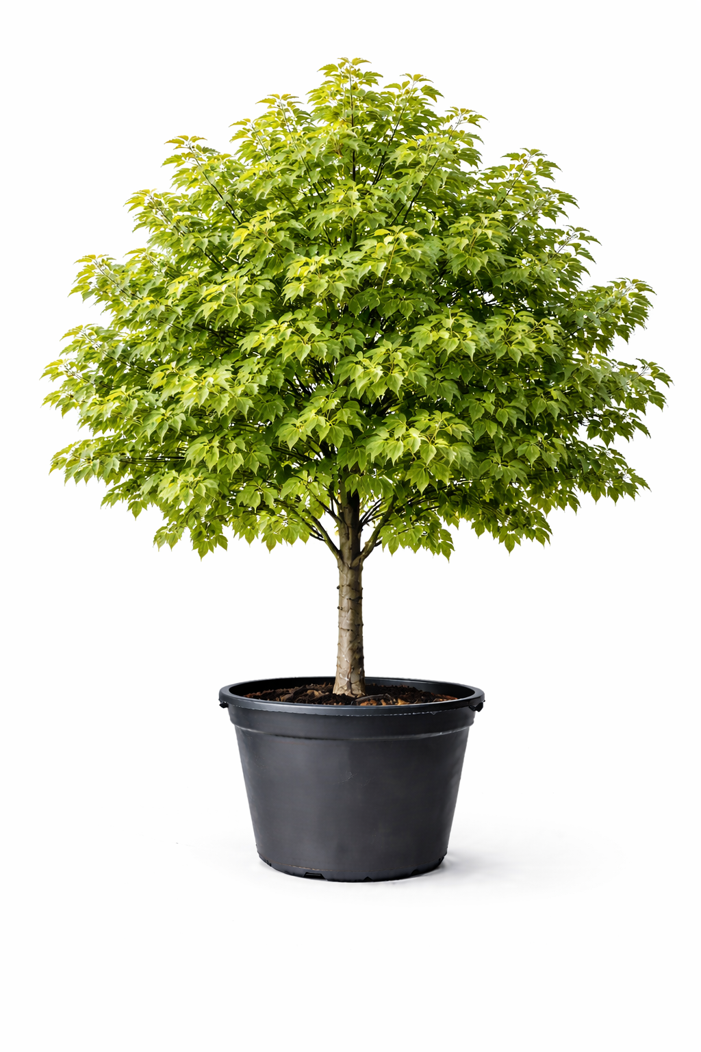 Клен остролистный (обыкновенный)