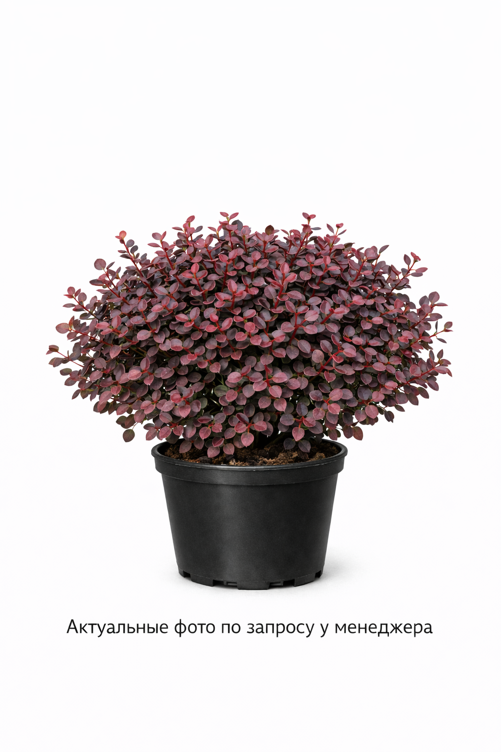 Барбарис Тунберга Атропурпуреа Нана