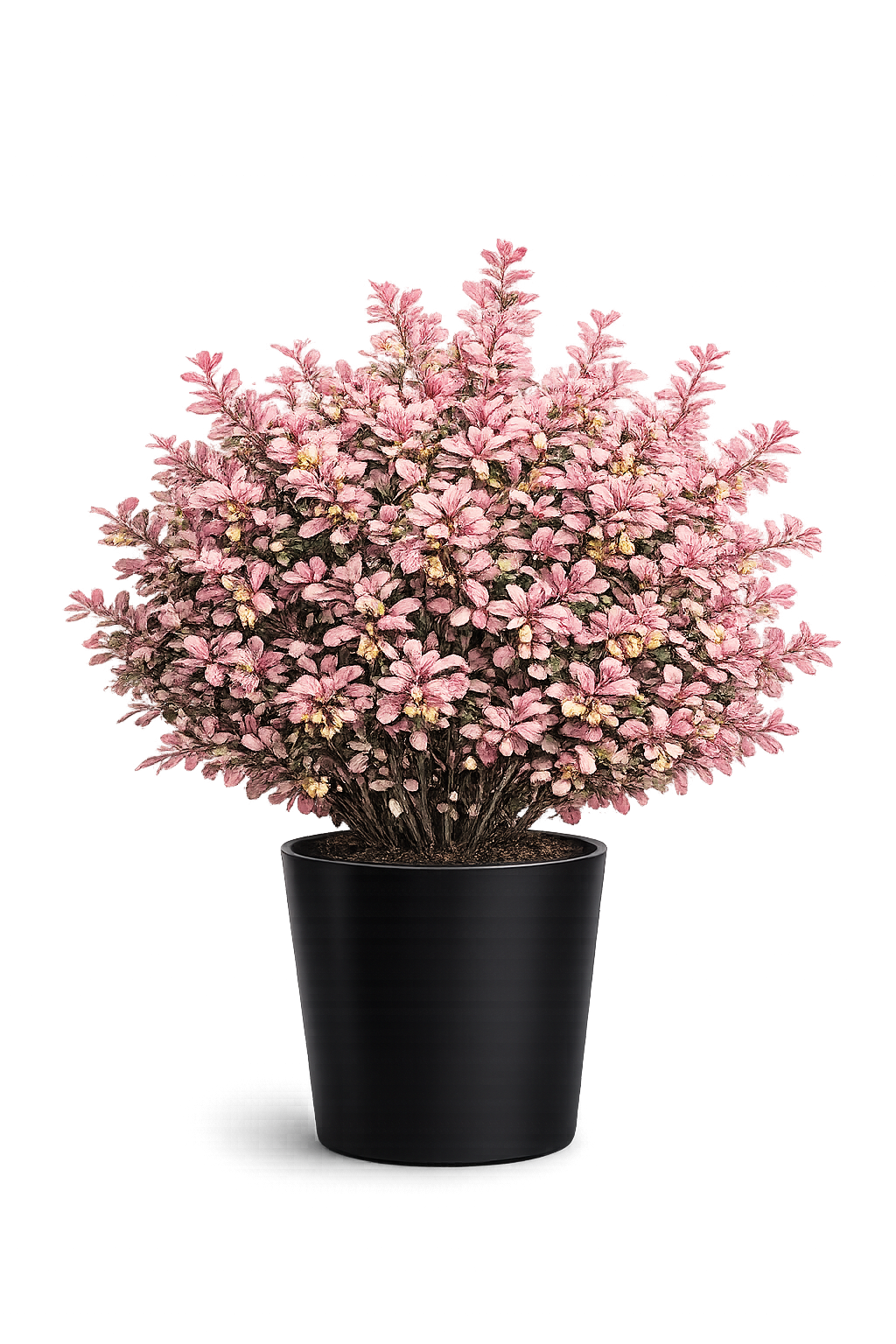 Барбарис Тунберга Наташа