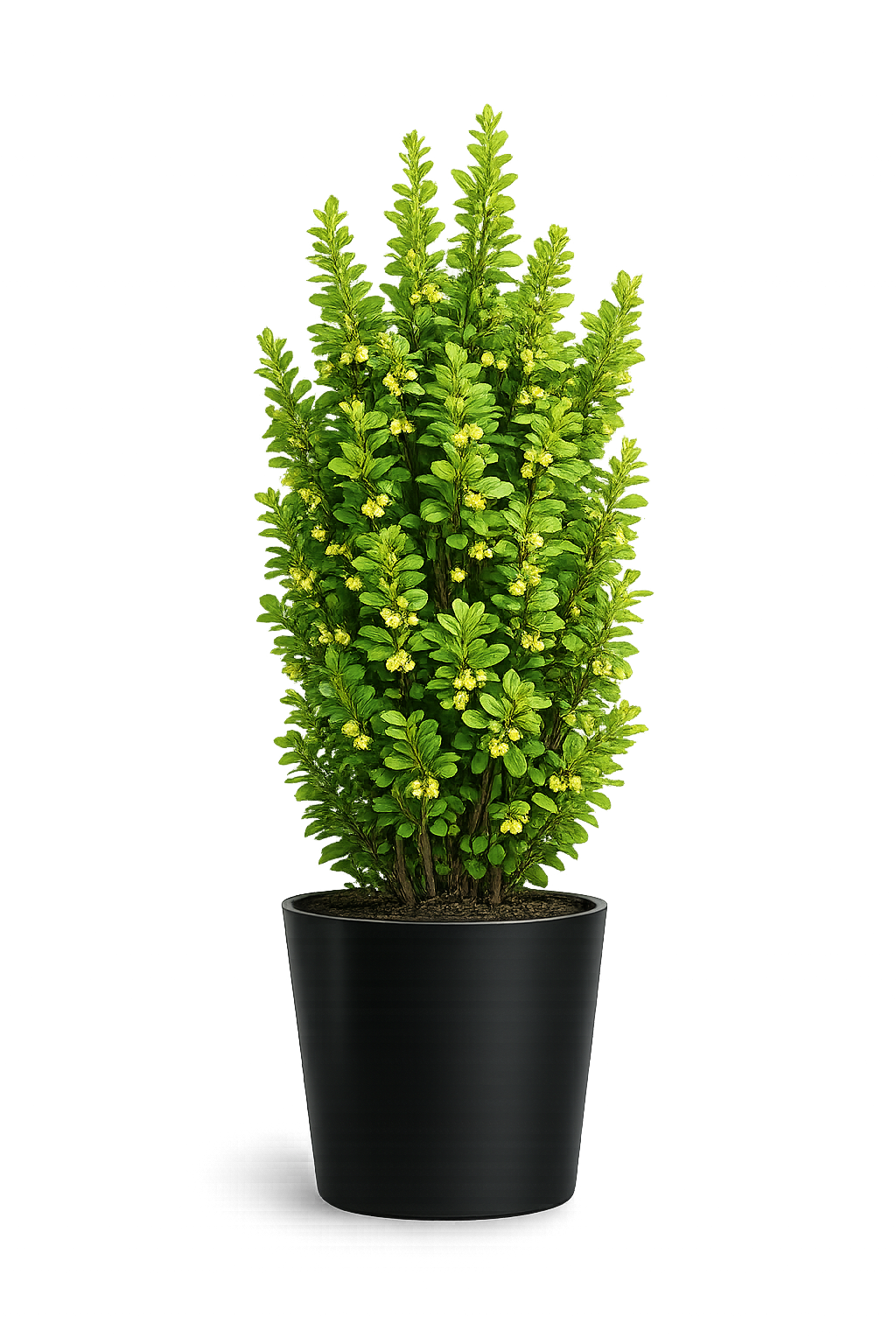 Барбарис Тунберга Эректа