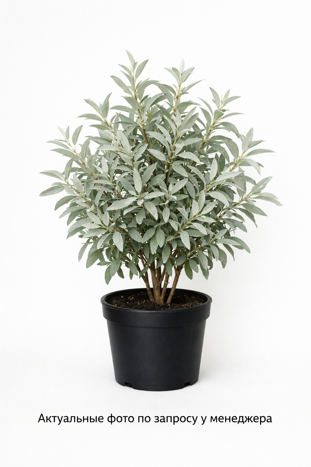 Гуми, лох серебристый