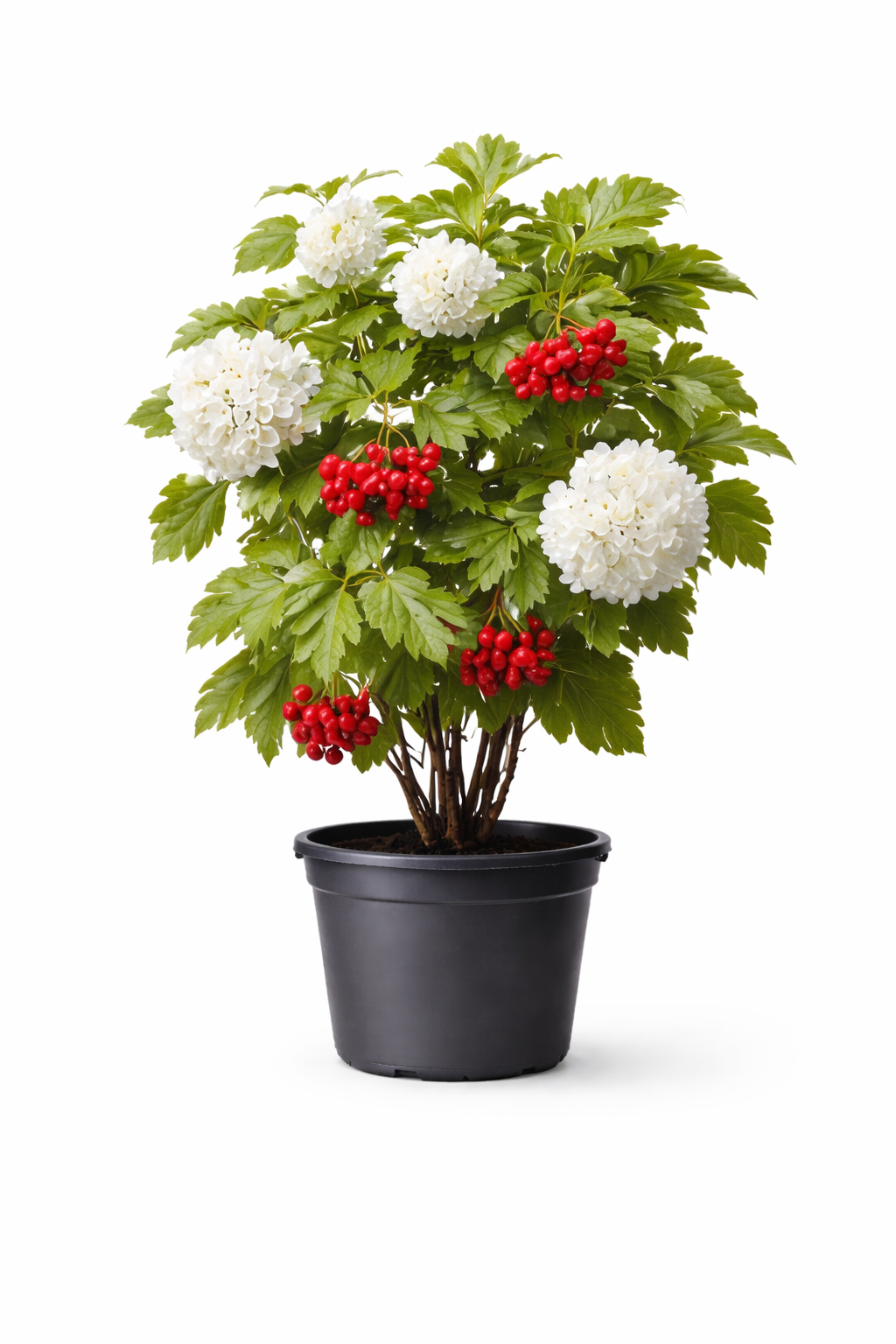 Калина обыкновенная