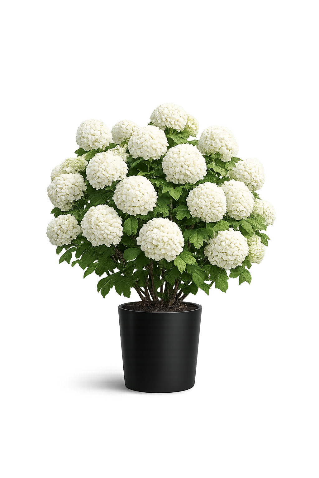 Калина обыкновенная Розеум