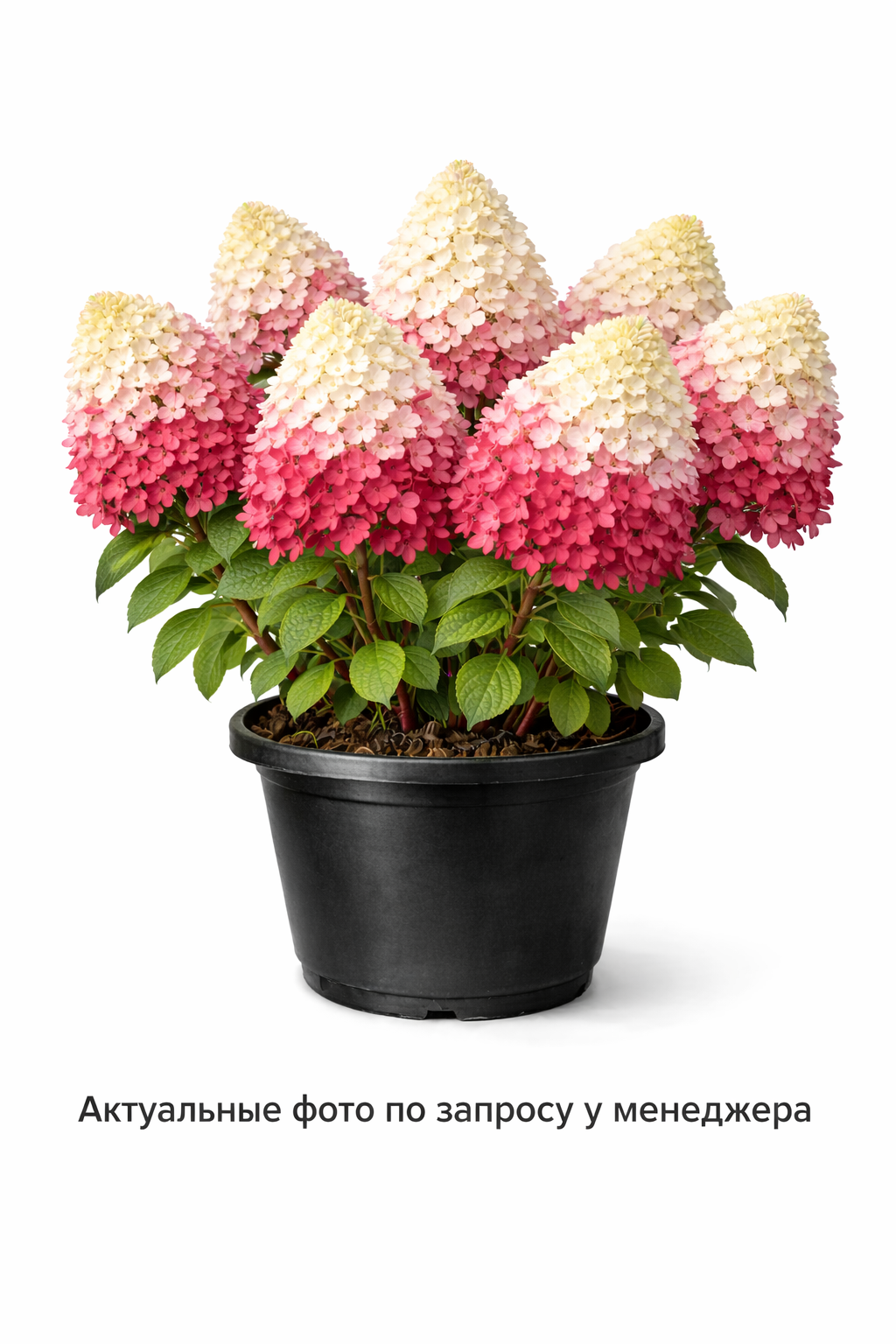 Гортензия метельчатая Red Velvet / Indian Summer