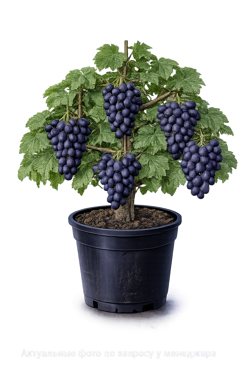 Виноград столовый Ромбик