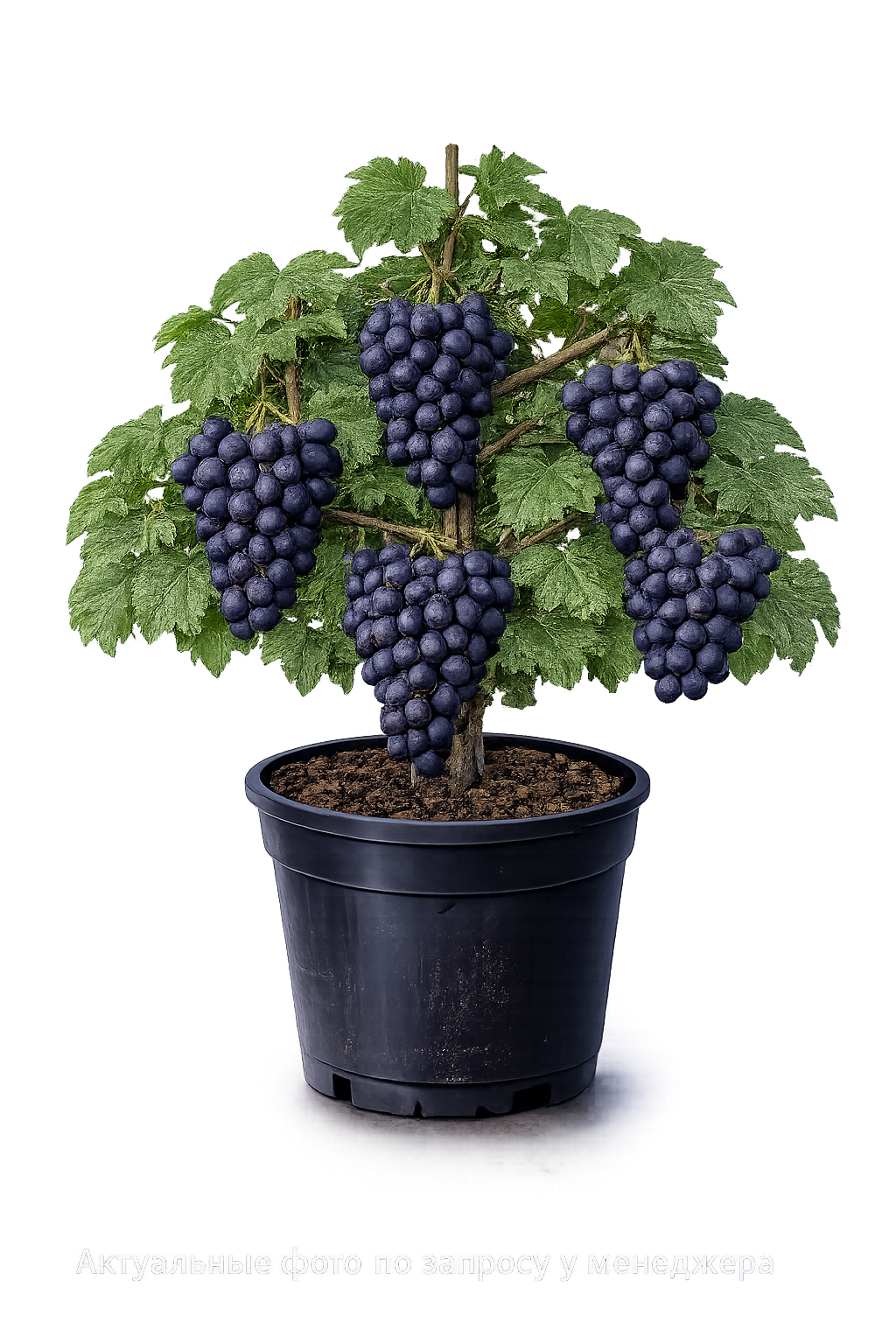 Виноград столовый Рошфор