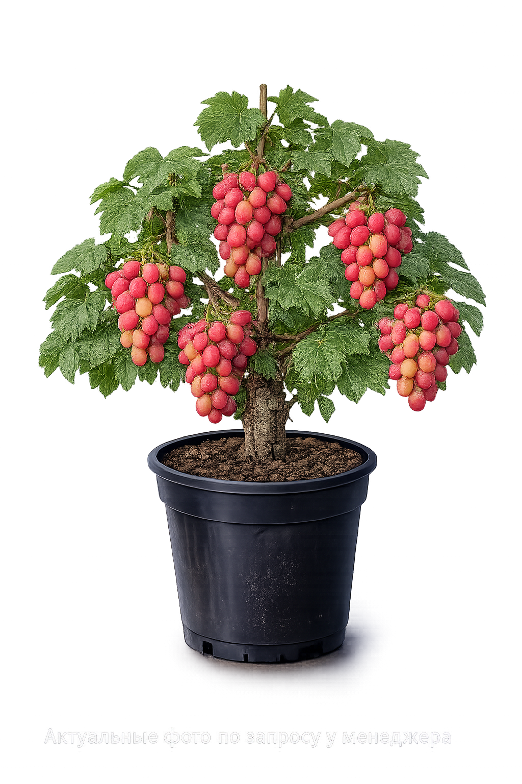 Виноград столовый Румба