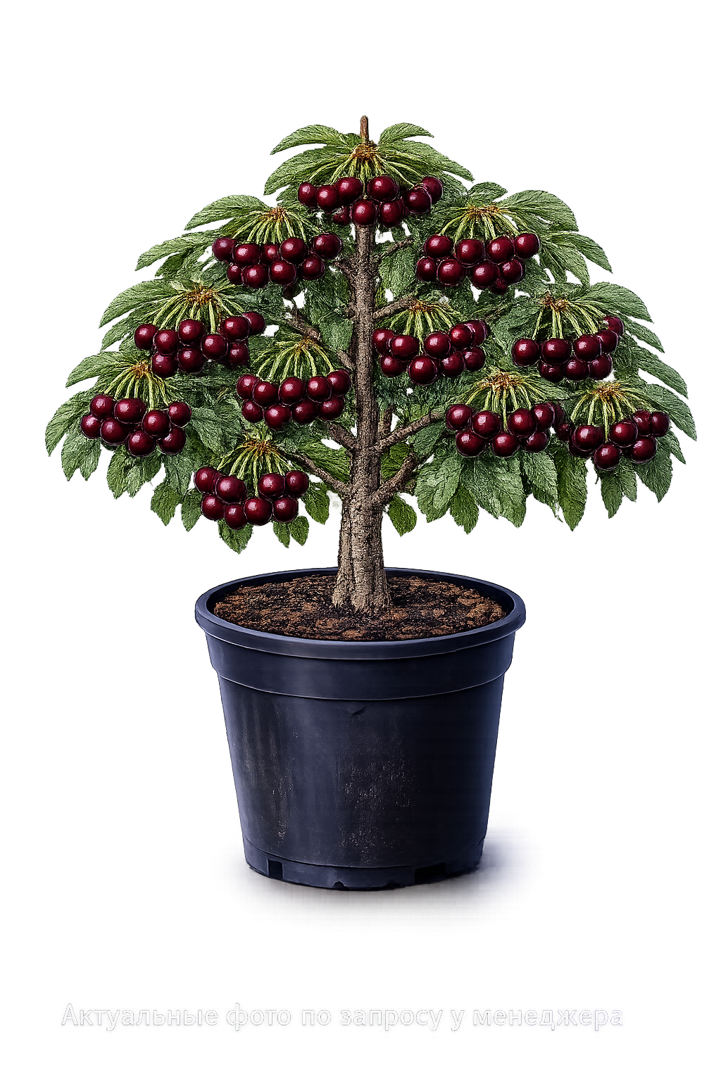 Вишня Владимирская