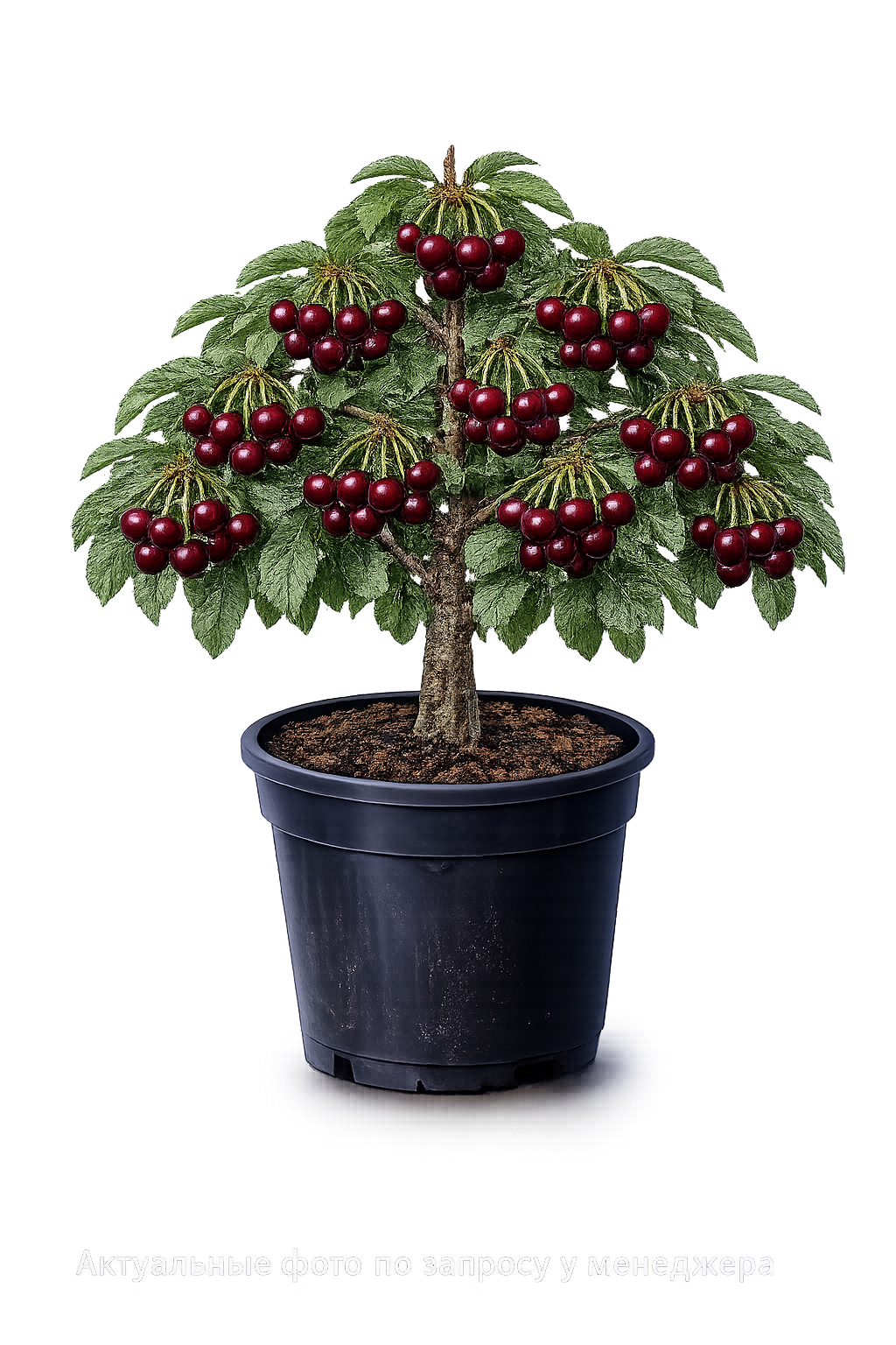 Вишня Орлица