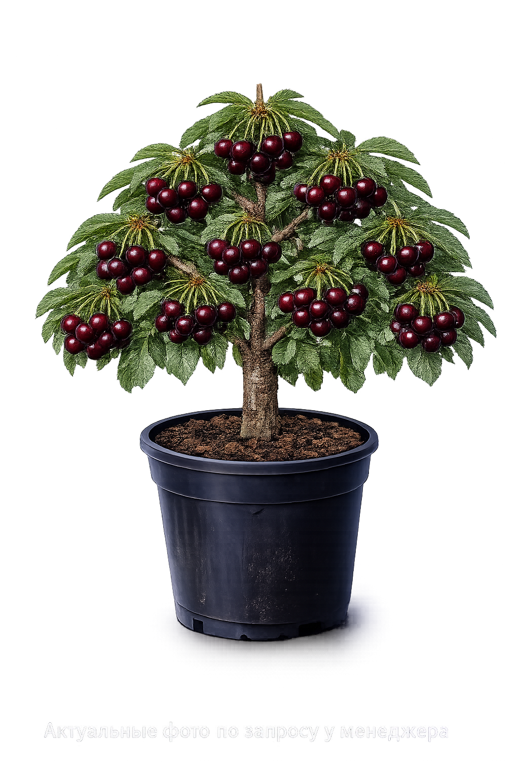 Вишня Тургеневка