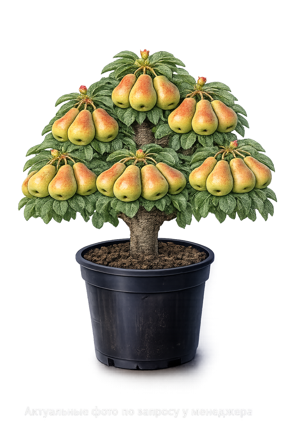 Груша Елена