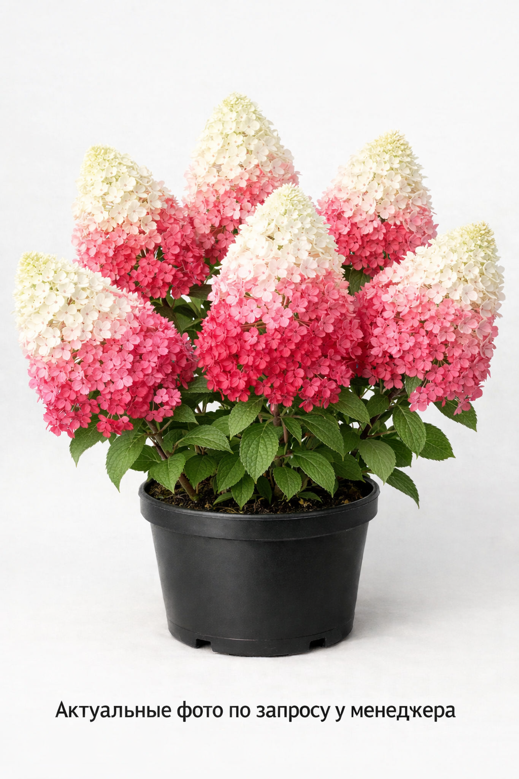 Гортензия метельчатая Vanille Fraise