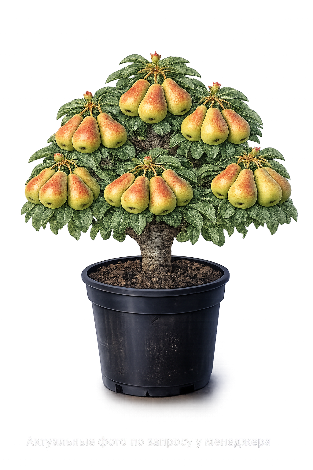 Груша Москвичка