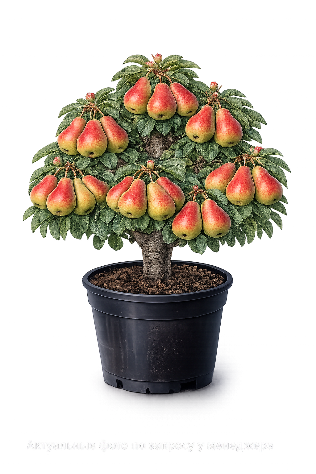 Груша Отрадненская