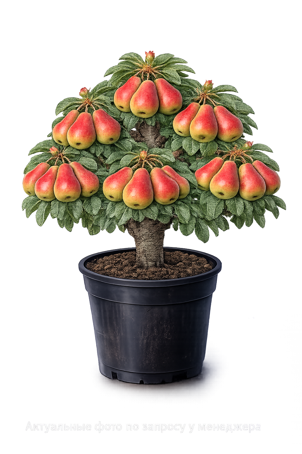 Груша Память Анзина