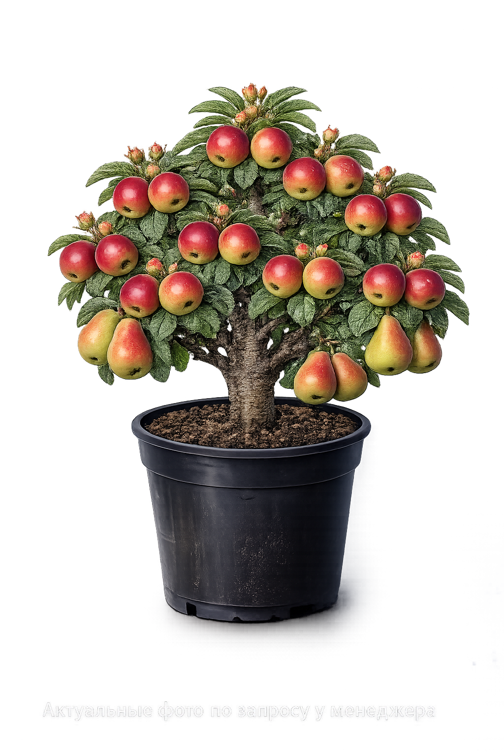 Груша Январская