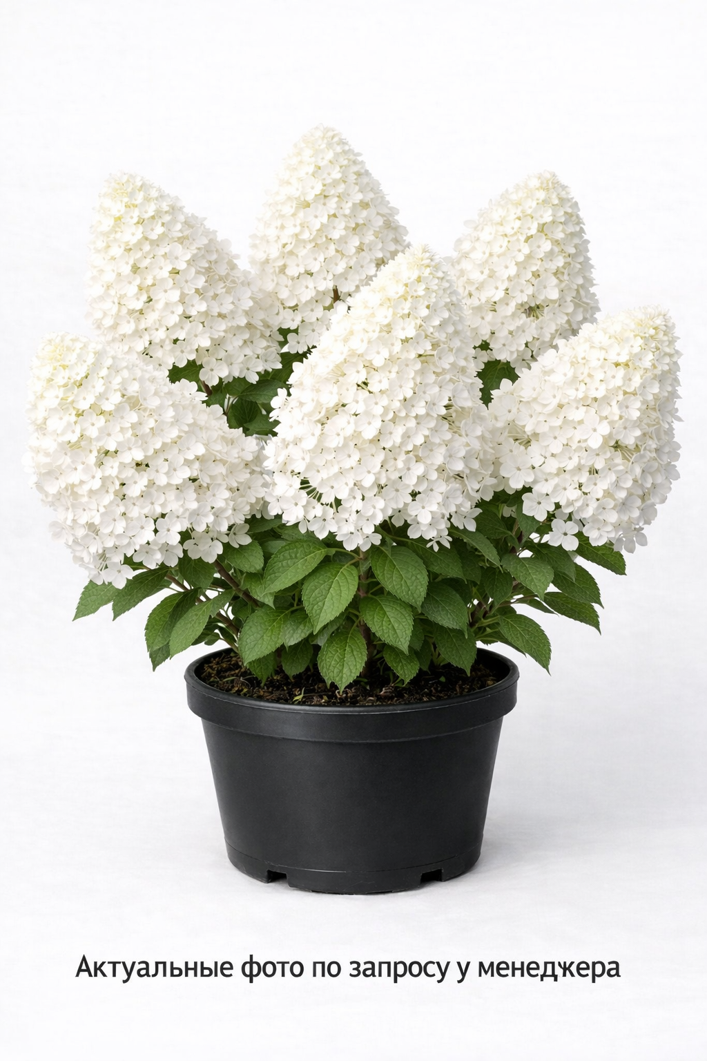 Гортензия метельчатая White Lady