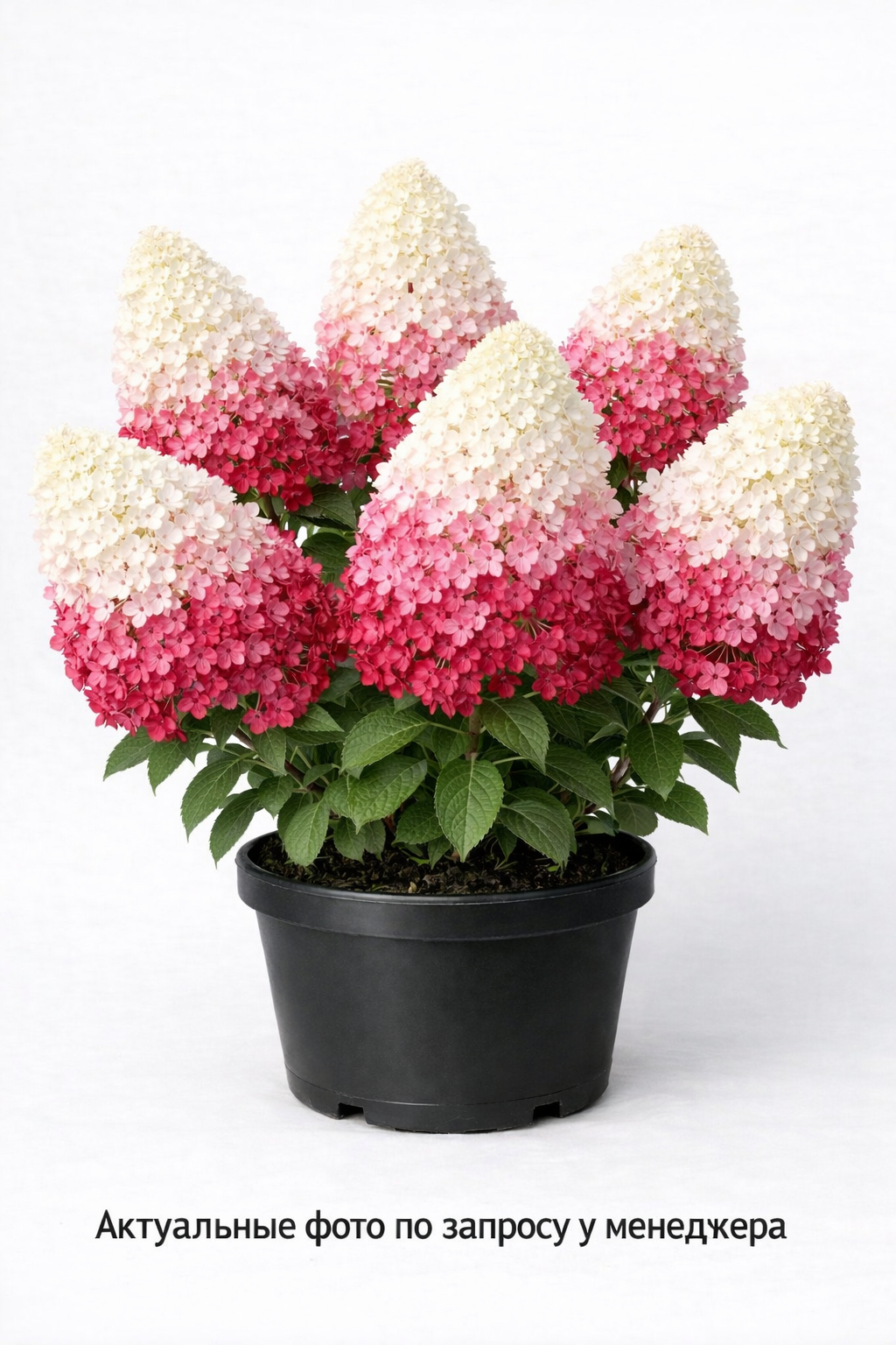 Гортензия метельчатая Wims Red