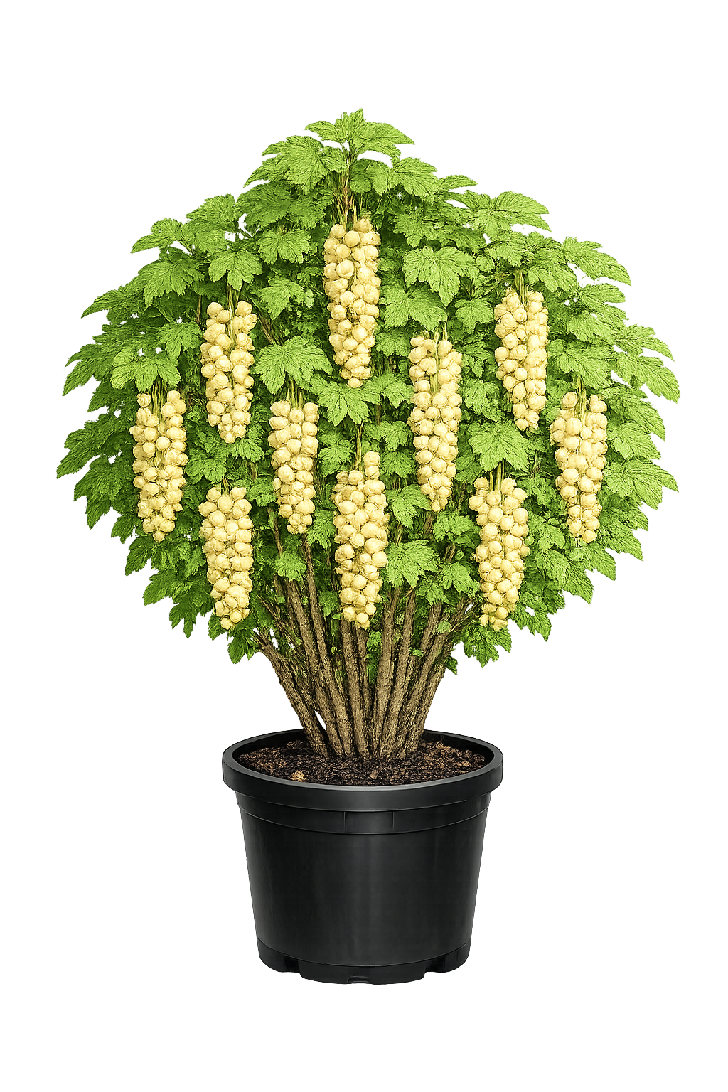 Смородина Белая Фея (белоплодная)