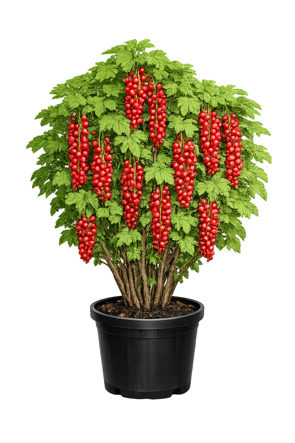 Смородина красная Памятная