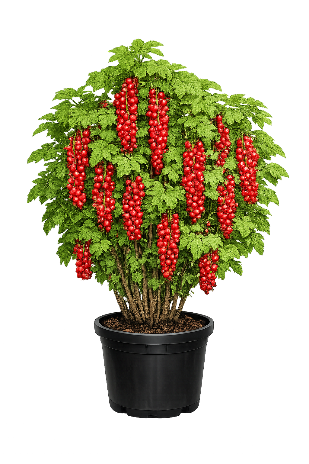 Смородина красная Ролан